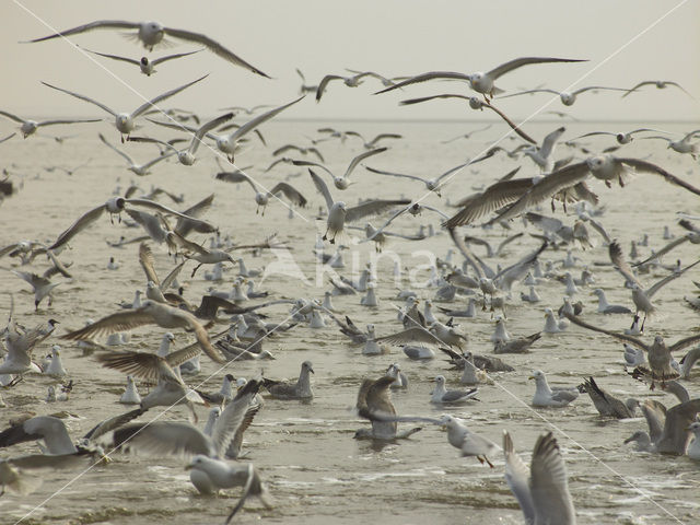 gull (Larus spec.)