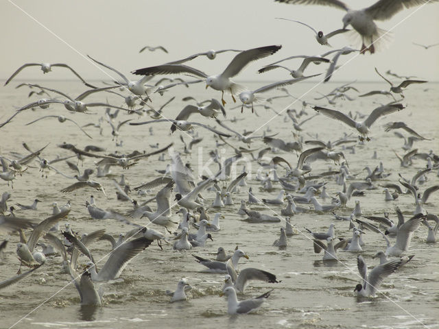 gull (Larus spec.)