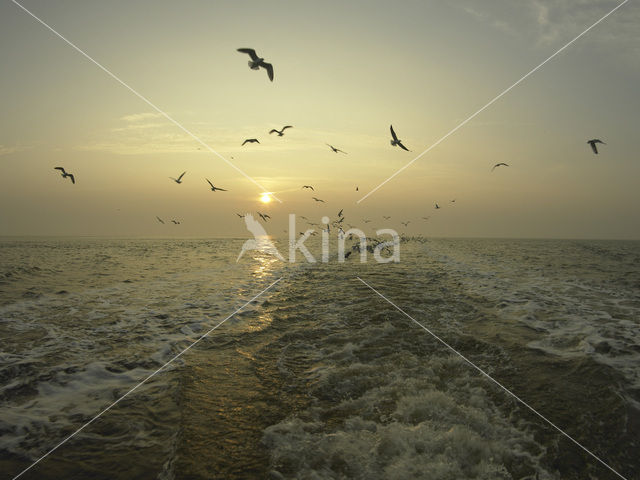 gull (Larus spec.)