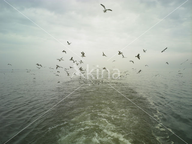 gull (Larus spec.)