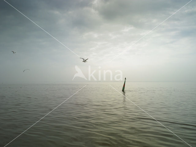 Meeuw (Larus spec.)