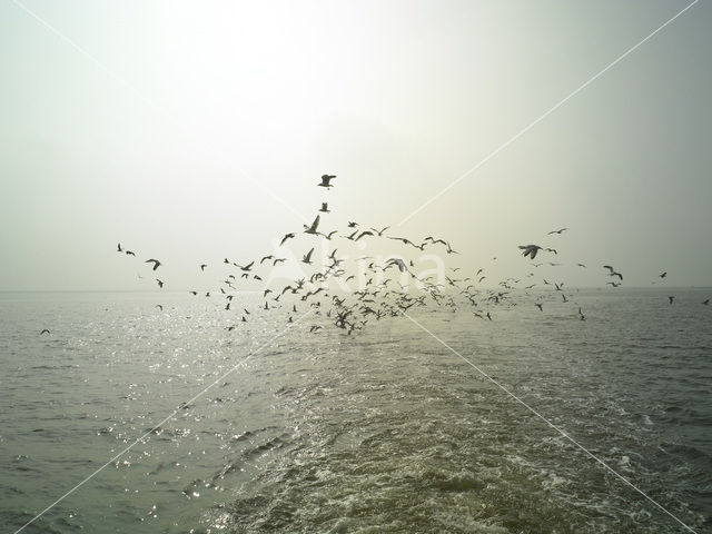 gull (Larus spec.)