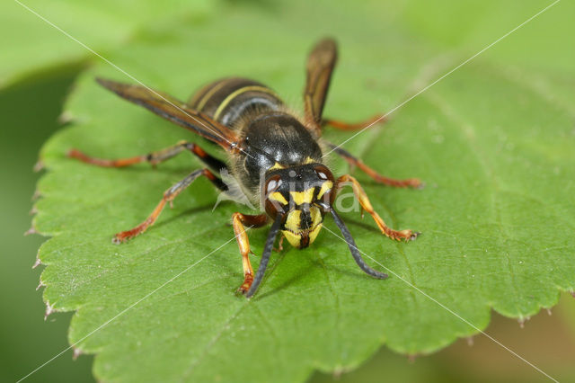 Median Wasp (Dolichovespula media)