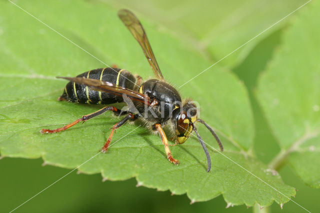 Middelste wesp (Dolichovespula media)