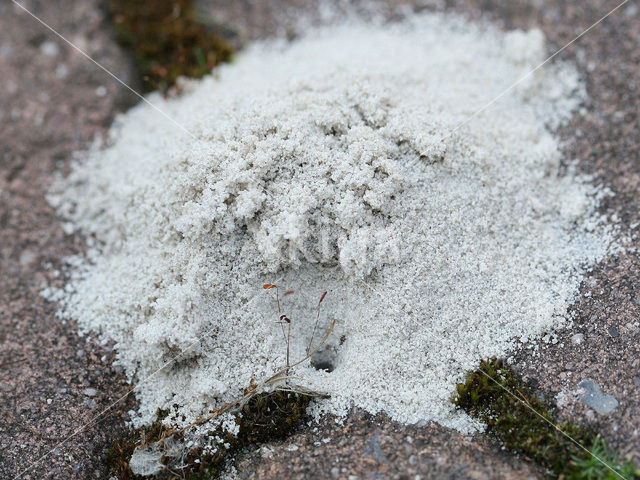 Ant
