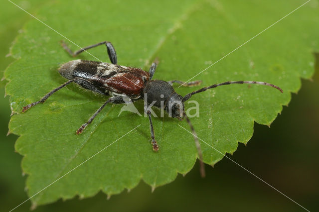 Anaglyptus mysticus