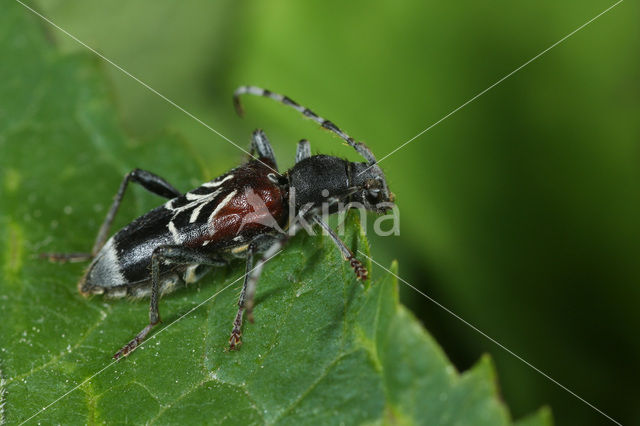 Anaglyptus mysticus