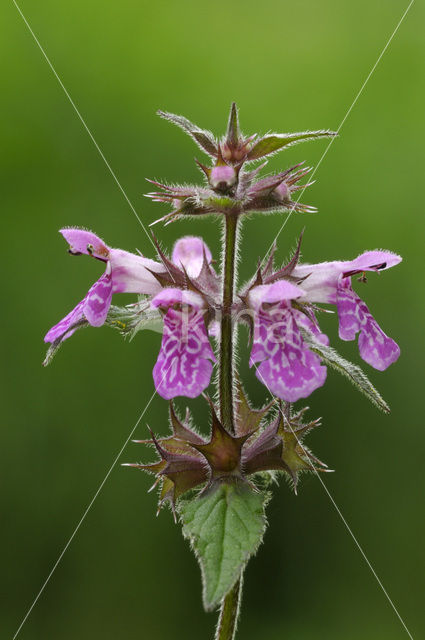 Moerasandoorn (Stachys palustris)