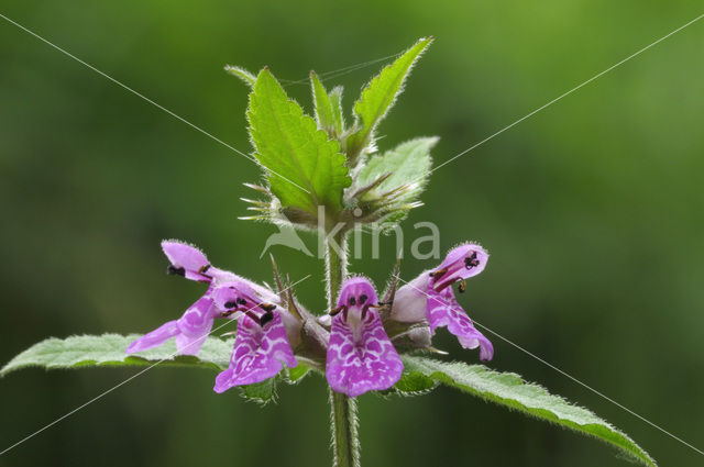 Moerasandoorn (Stachys palustris)