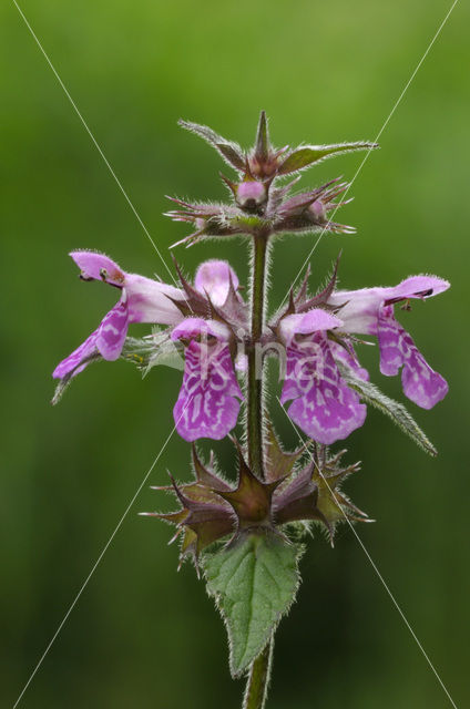 Moerasandoorn (Stachys palustris)