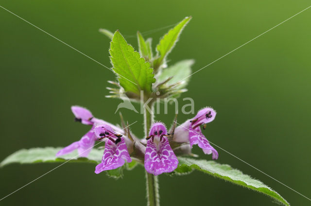 Moerasandoorn (Stachys palustris)