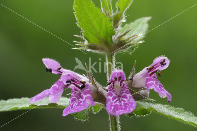 Moerasandoorn (Stachys palustris)