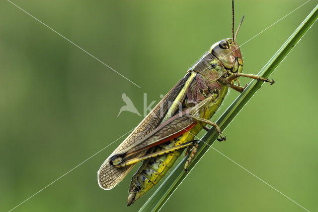 Large Marsh Grasshopper (Stethophyma grossum)