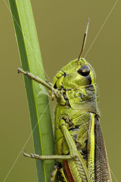 Moerassprinkhaan (Stethophyma grossum)