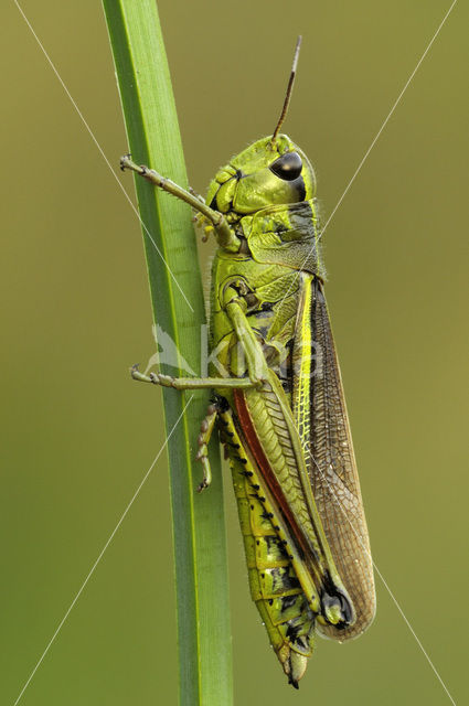 Moerassprinkhaan (Stethophyma grossum)