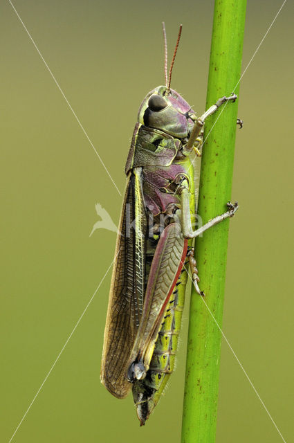 Moerassprinkhaan (Stethophyma grossum)