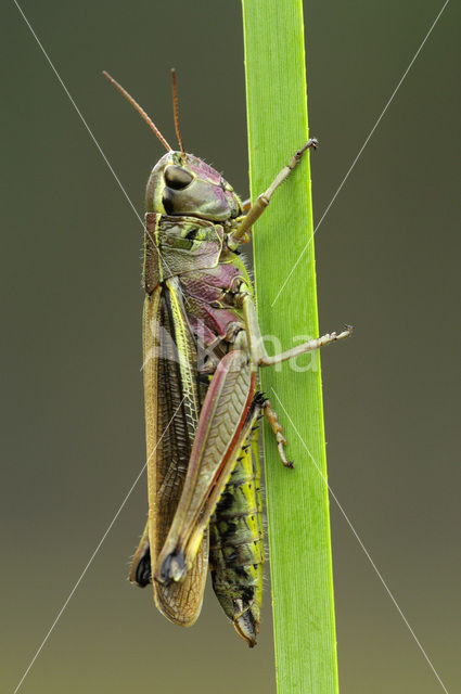 Moerassprinkhaan (Stethophyma grossum)