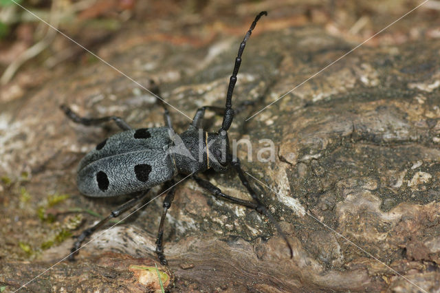 Morimus funereus (IUCN red list
