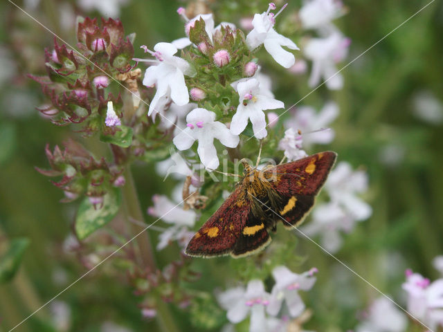 Muntvlinder (Pyrausta aurata)