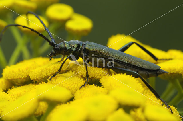 Muskusboktor (Aromia moschate)