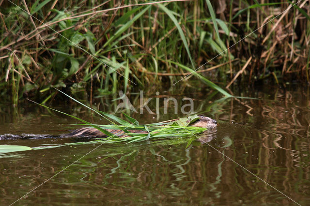 Muskusrat