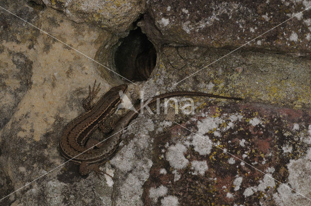 Wall Lizard (Podarcis muralis)