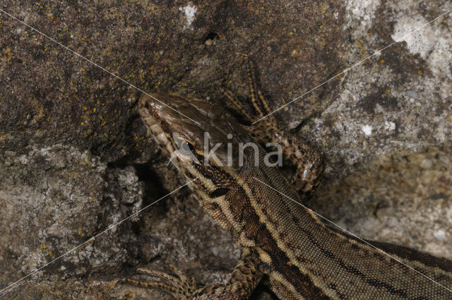 Wall Lizard (Podarcis muralis)