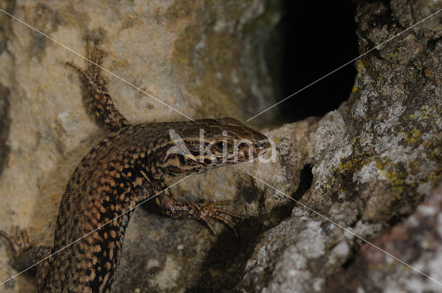 Wall Lizard (Podarcis muralis)