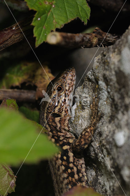 Wall Lizard (Podarcis muralis)