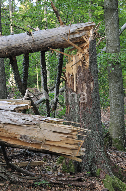 Nationaal park Beierse Woud
