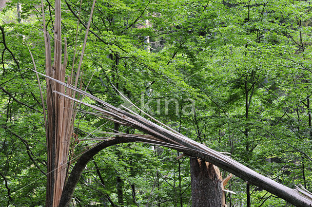 Bavarian Forest National Park