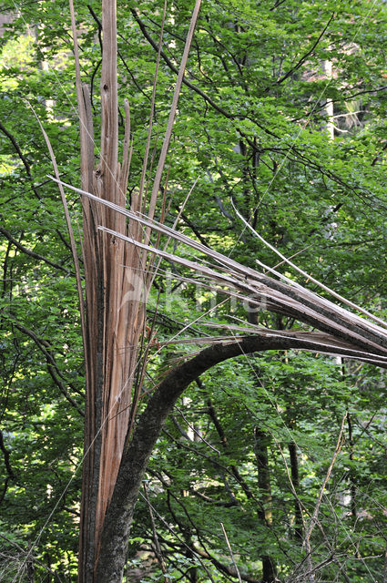 Bavarian Forest National Park