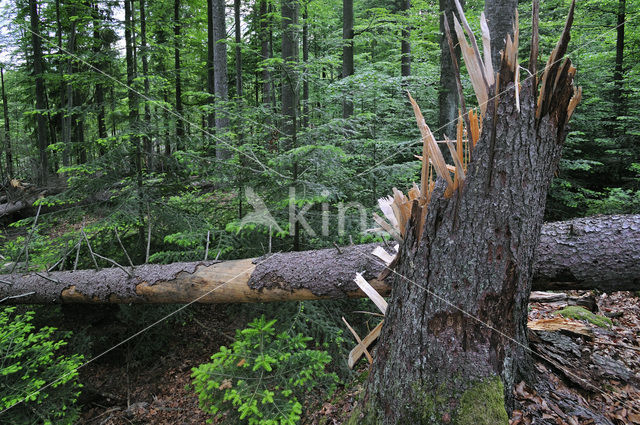 Bavarian Forest National Park