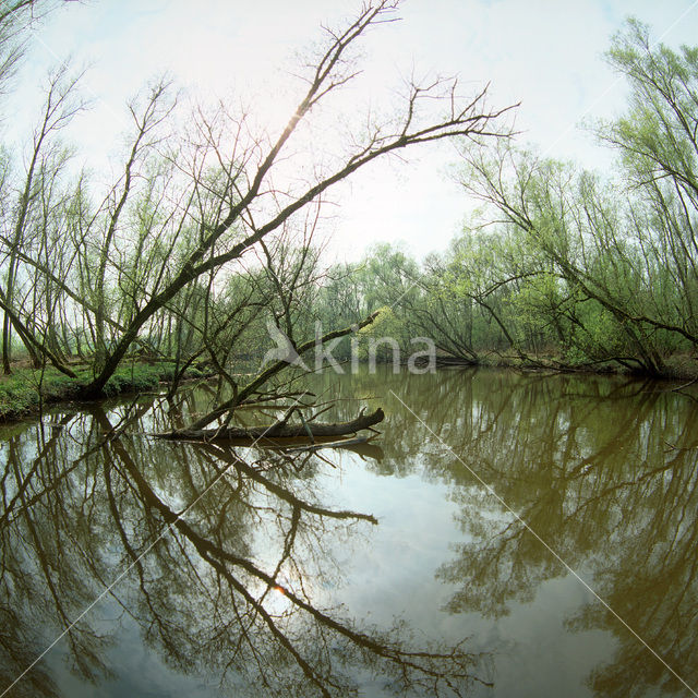 National Park de Biesbosch