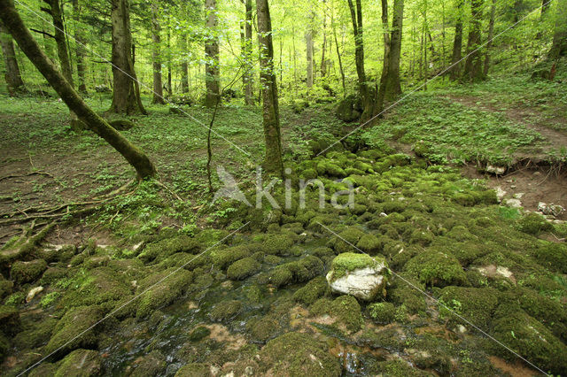Rakov Skocjan Nature Reserve