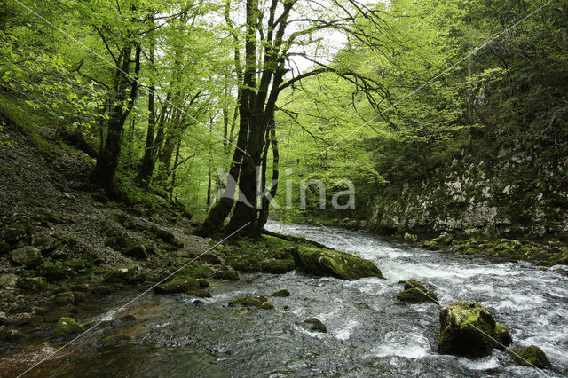 Rakov Skocjan Nature Reserve
