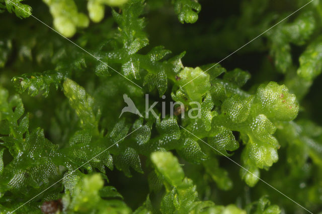 Creeping Fingerwort (Lepidozia reptans)