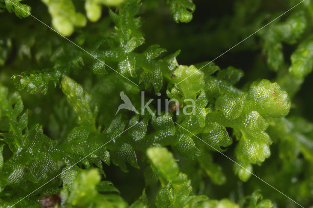 Neptunusmos (Lepidozia reptans)