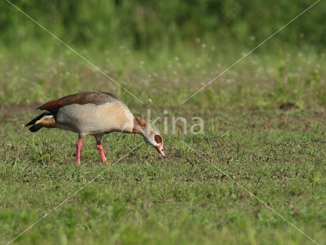 Egyptian Goose (Alopochen aegyptiaca)