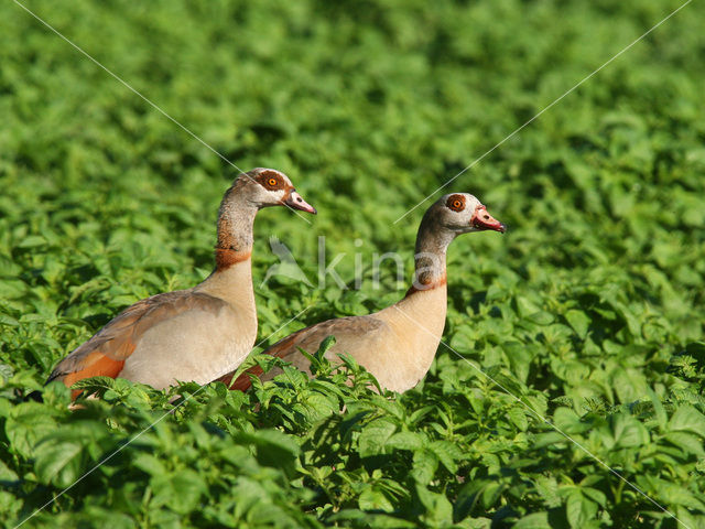 Egyptian Goose (Alopochen aegyptiaca)
