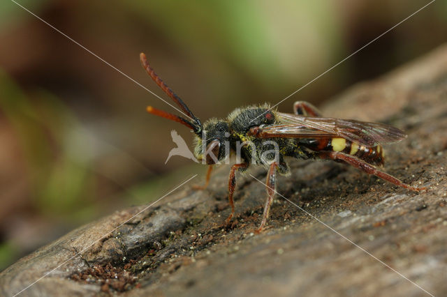 Nomada moeschleri