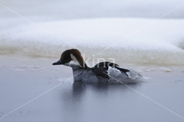 Smew (Mergellus albellus)