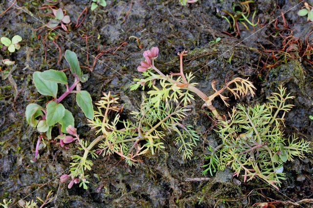 Lesser Marshwort (Apium inundatum)