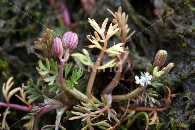Lesser Marshwort (Apium inundatum)
