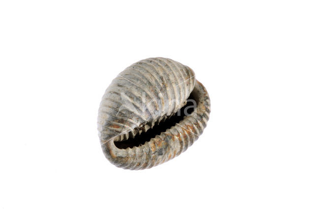 Nothern Cowrie (Trivia arctica)