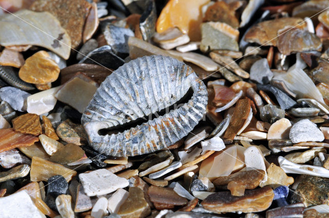 Nothern Cowrie (Trivia arctica)