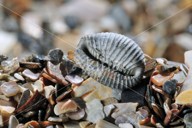 Nothern Cowrie (Trivia arctica)