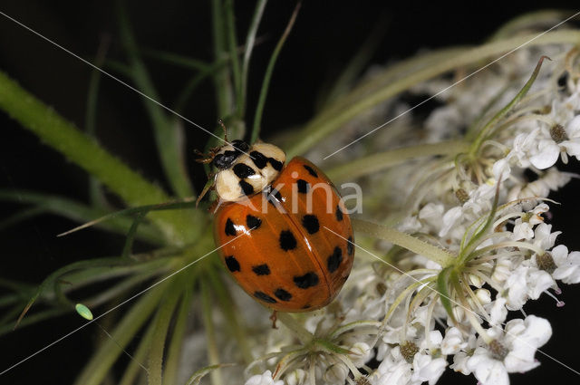 Oranjerood Veelkleurig Lieveheersbeestje (Harmonia axyridis f. succinea)