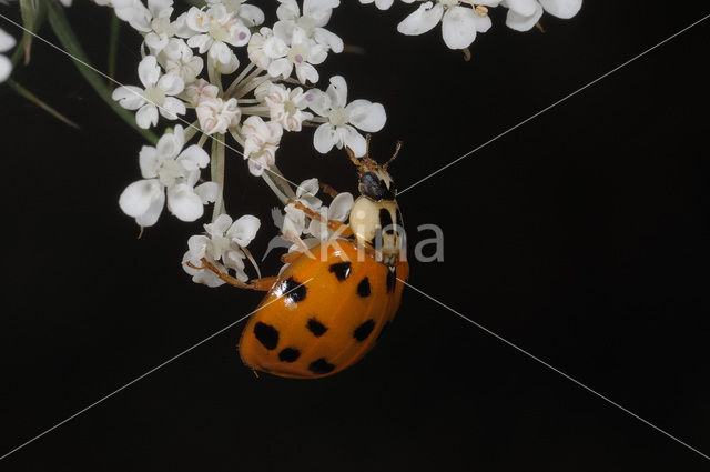 Multicoloured Asian Ladybird (Harmonia axyridis f. succinea)