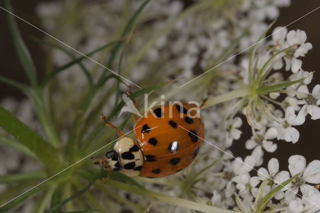 Oranjerood Veelkleurig Lieveheersbeestje (Harmonia axyridis f. succinea)